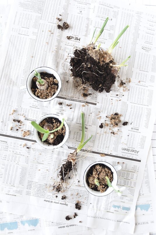 fantastisch_earlyflowering_7