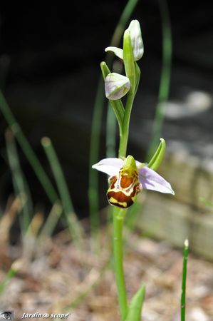Orchidée abeille • Ophrys apifera