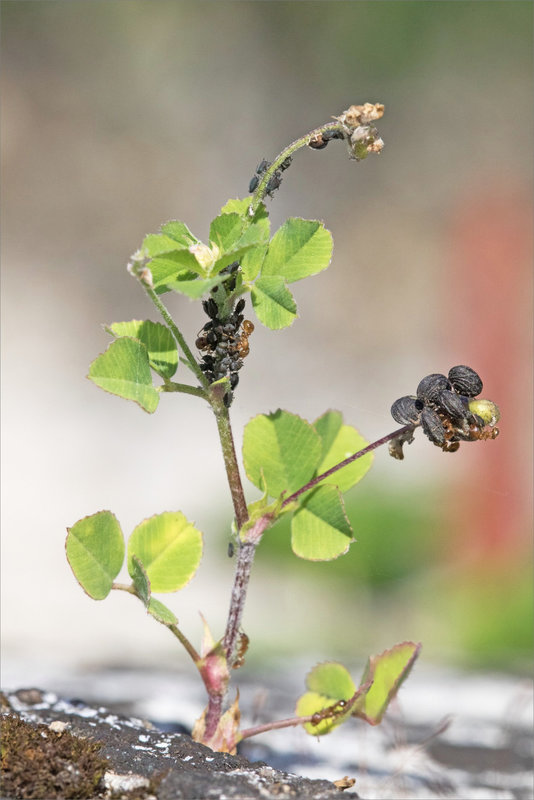 Mur plante pucerons fourmis 090721