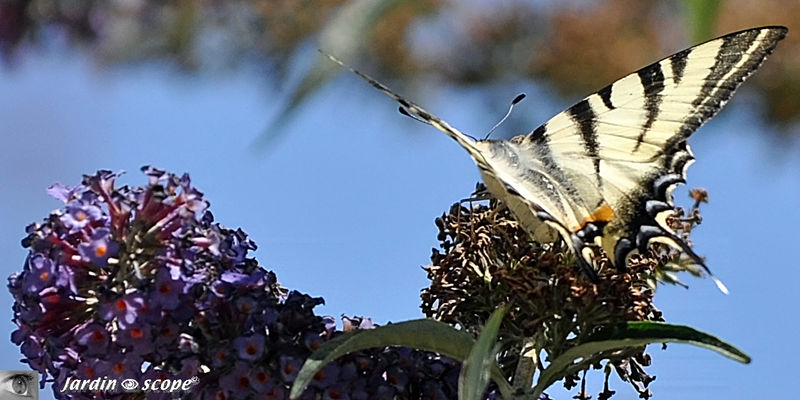 Arbre___papillons_2