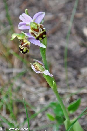 Orchidée abeille • Ophrys apifera