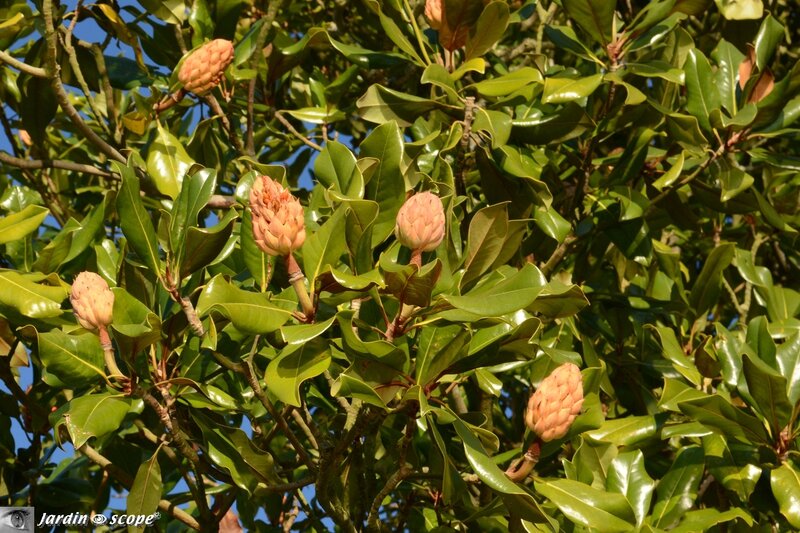 Cônes rougissantes du Magnolia grandiflora