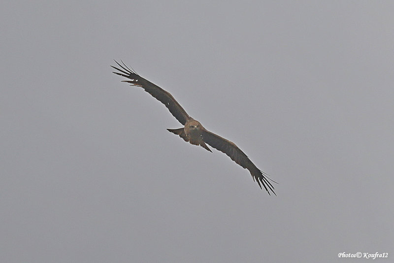 Koufra12 2022-06-08_0323