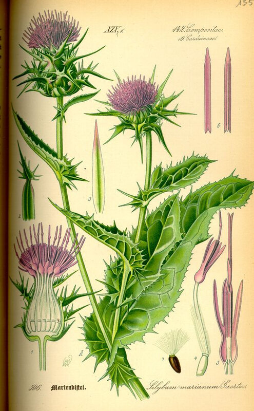 Planche botanique Chardon de Marie