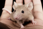 210___souris