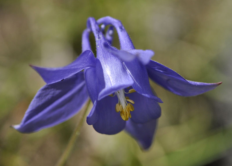 _DSC0596_Aquilegia_bertolonii