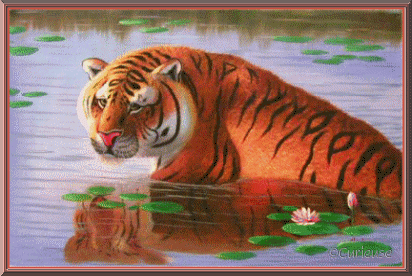 clim tigre ds eau journée chaudeBPat