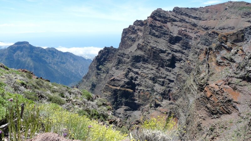 canaries24