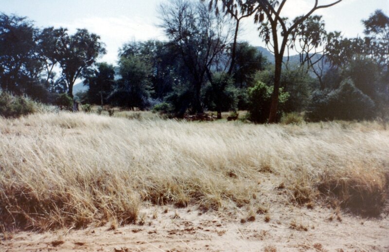 samburu a