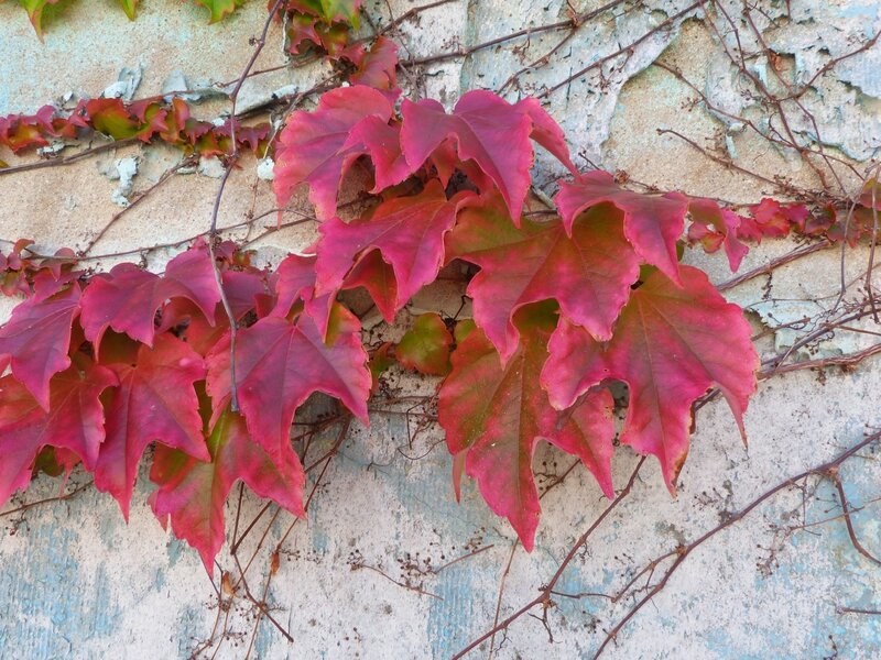 Vegetation murale 3