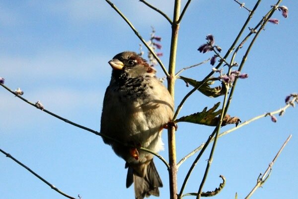 moineau-c