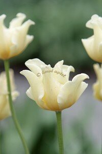 IMG_2511copie2