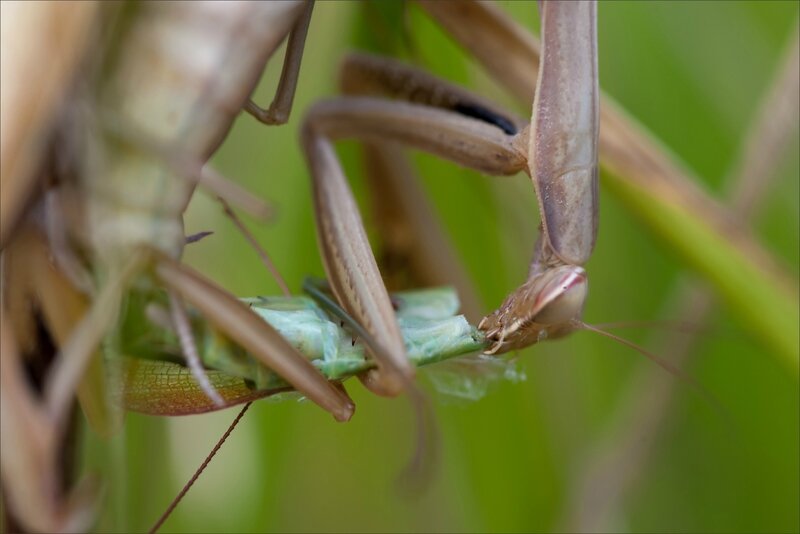 Torfou mantes cannibales 270916 9_2