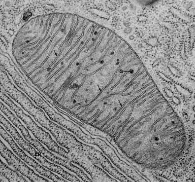 mitochondrie