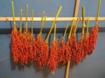 sechage_panicules_Sorgho_Santa_Fe-300x225