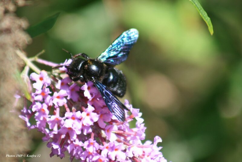 abeille bleue 028