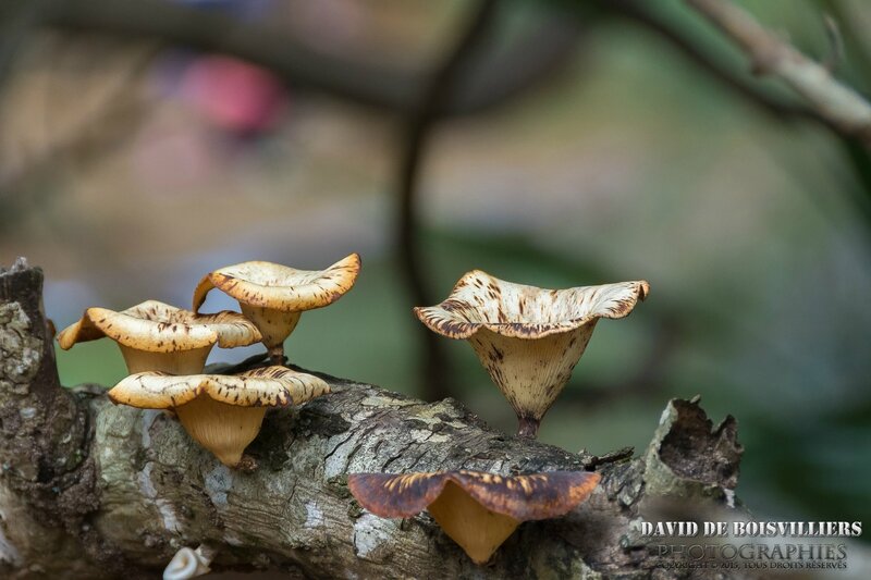 Champignon