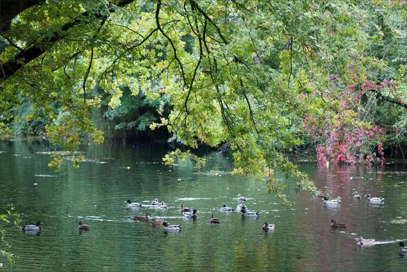 ville_ch_ne_canards_matin_021017_2