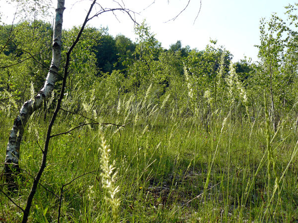 herbes