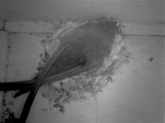 01_06_2017 1656 Swift on nest