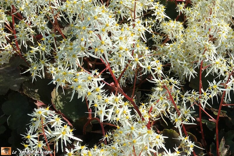 Saxifraga fortunei Wada