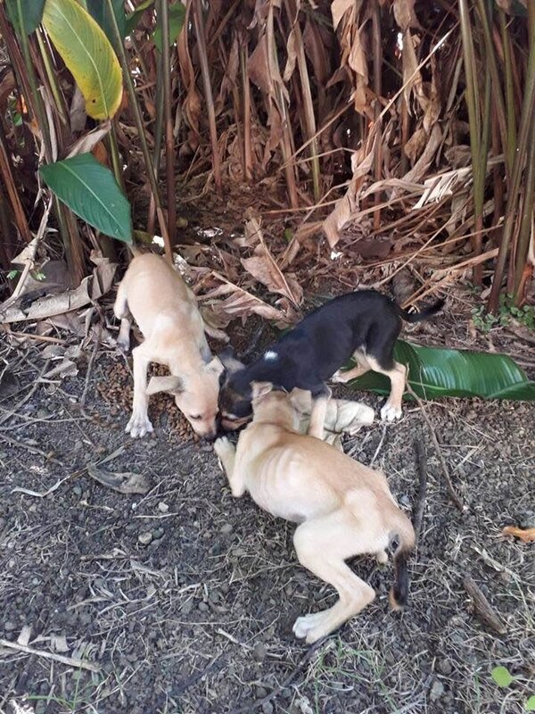 3 chiots squelettiques Bananeraie Bouillante 2