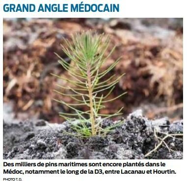 2017 12 09 SO Des milliers de pins maritimes