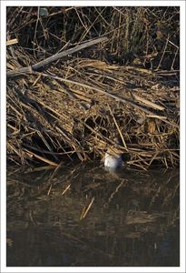 Aiguillon_inondation_poisson_mort_branches_280210