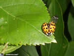 Coccinelle