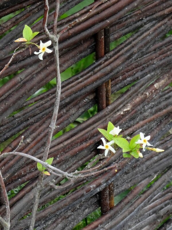 chevrefeuille caprilia ever en fleurs