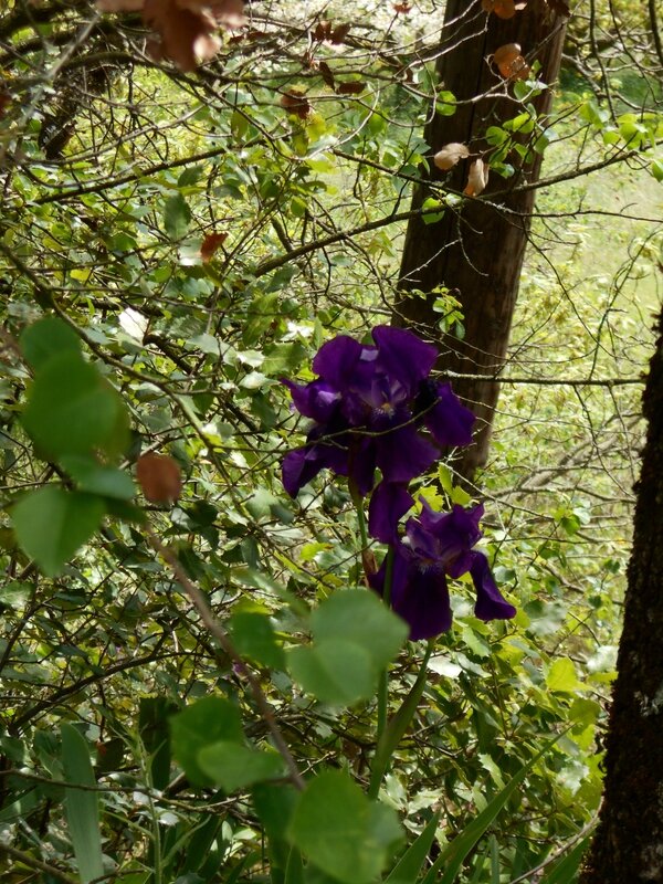 Le printemps du côté de chez nous