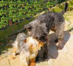 YORKSHIRE_et_caniche_CALIN