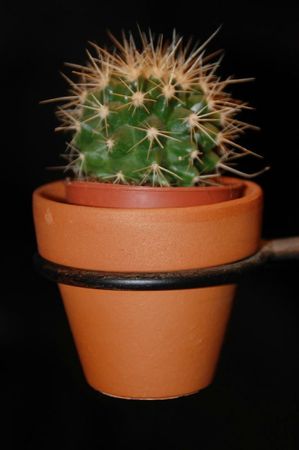 22-11-11 Le cactus