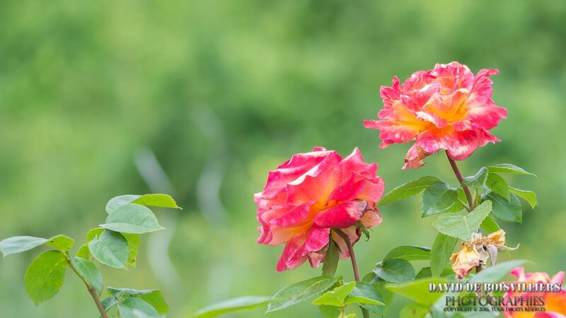 2016-06-28__DSC6984_NIKON D7100_ISO 125_150 mm_150