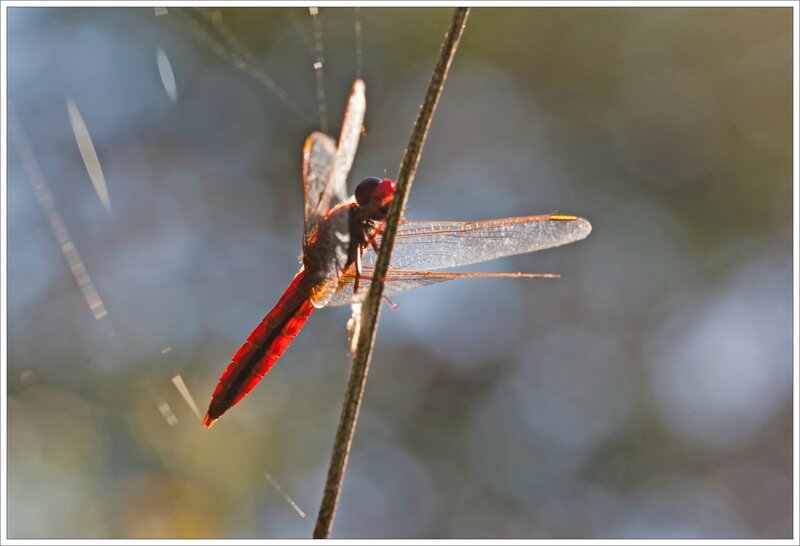 Galuchet libell Crocothemis Erythraea 6 contrej 140715