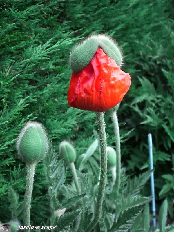 Pavots-1