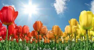 4409323-champ-de-tulipes-a-la-flamme-de-couleur-bleu-ciel-et-starburst-dimanche
