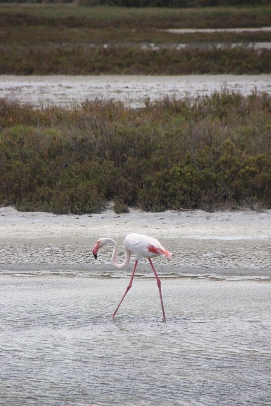 camargue_flamant