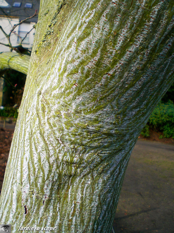 Erable tegmentosum • Acer tegmentosum • Famille des Sapindaceae