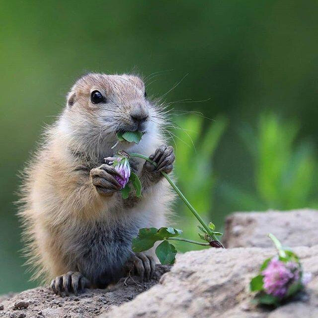 ecureuil mange fleur