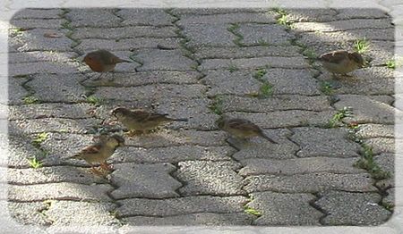 mangeoir oiseaux 010