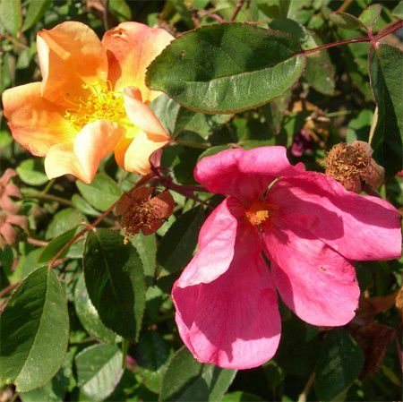 rosa-chinensis-mutabilis-i