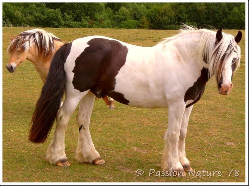 Les chevaux en pension (18)