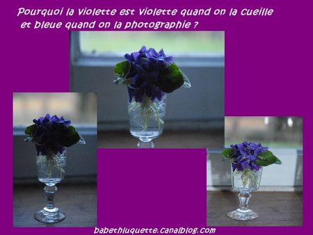 Violette_