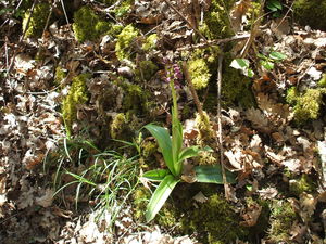 110411_randonn_e_006__orchid_e_