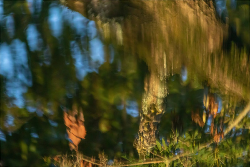 Reflets arbres rivière formes 270921 2