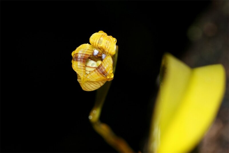 Trigonidium acuminatum