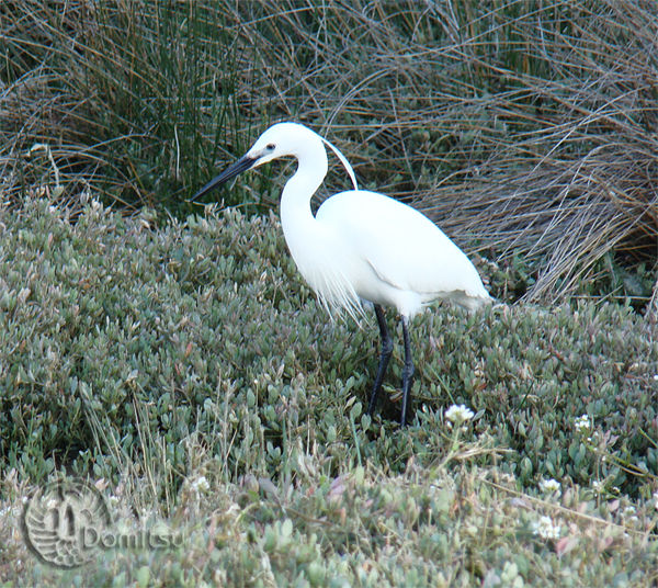 Aigrette_Garzette2