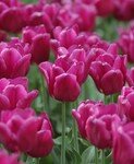 Tulipes_roses