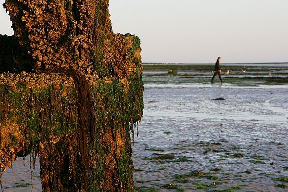 2009_08_23_Normandie_4874b_v